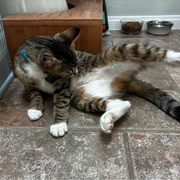 Ollie 🩵 - Picture 3 of 5